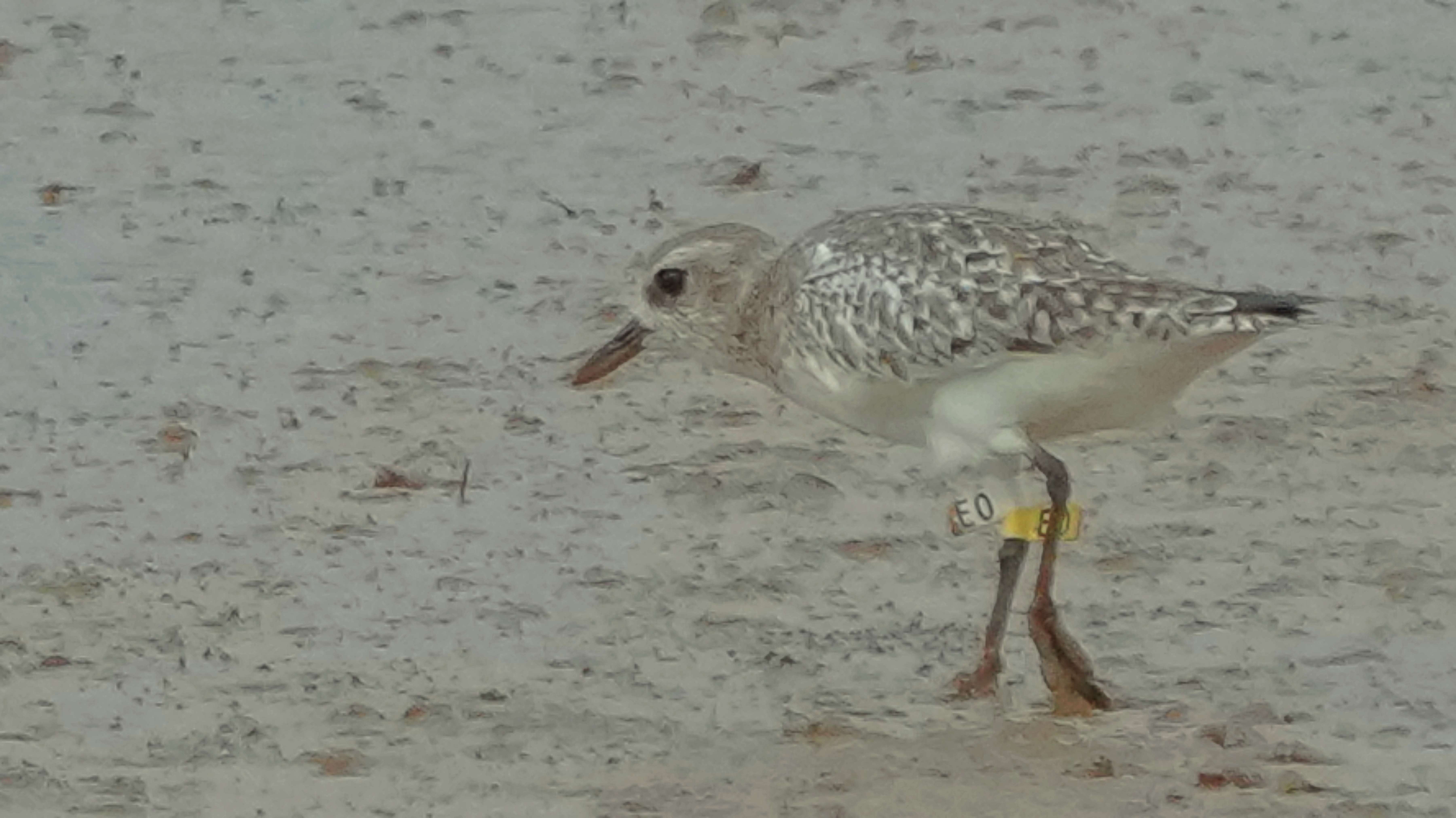 鴴  灰斑鴴  Grey Plover A1200858A (E0).JPG