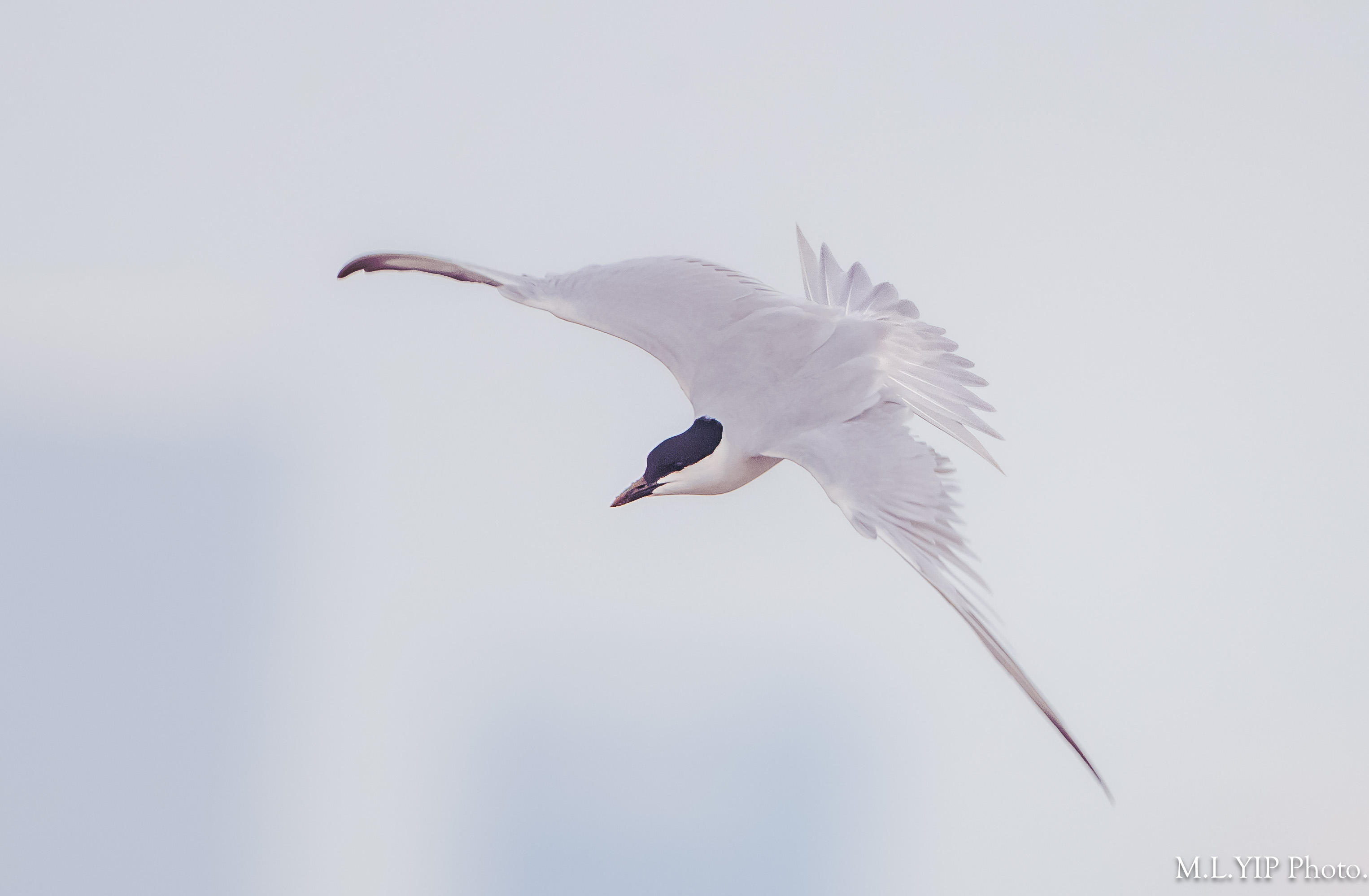 Z8X_3617.jpg