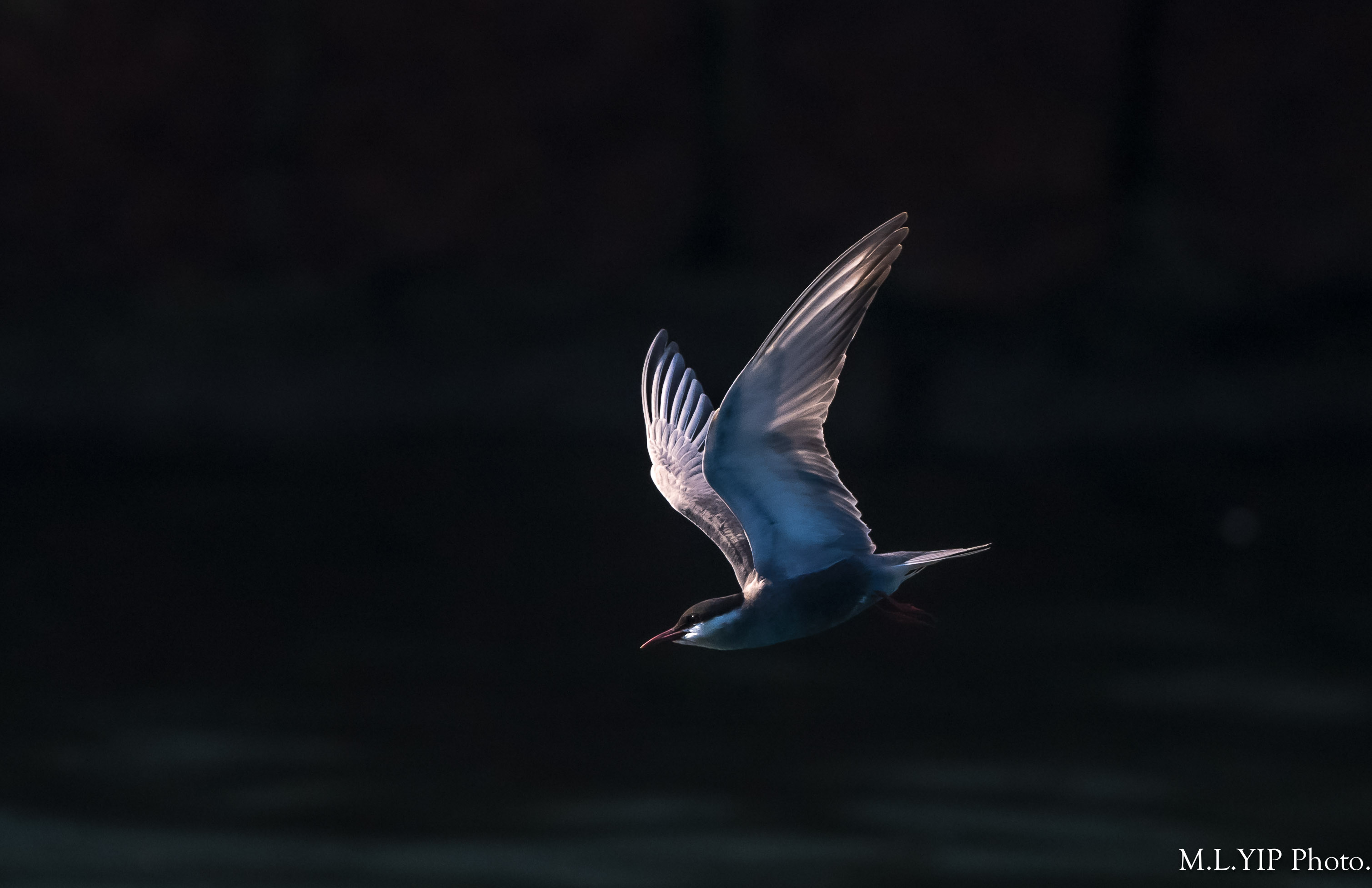 Z8Y_4595.jpg