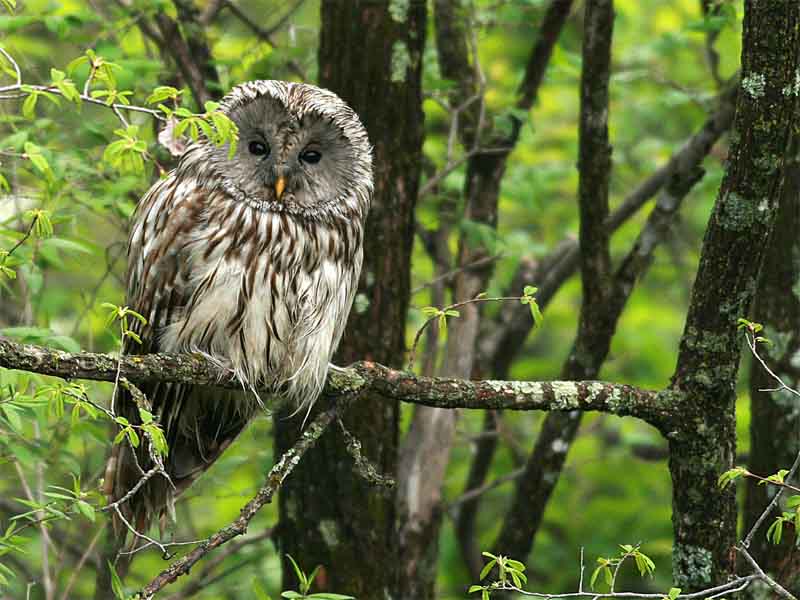 Ural Owl 2.jpg