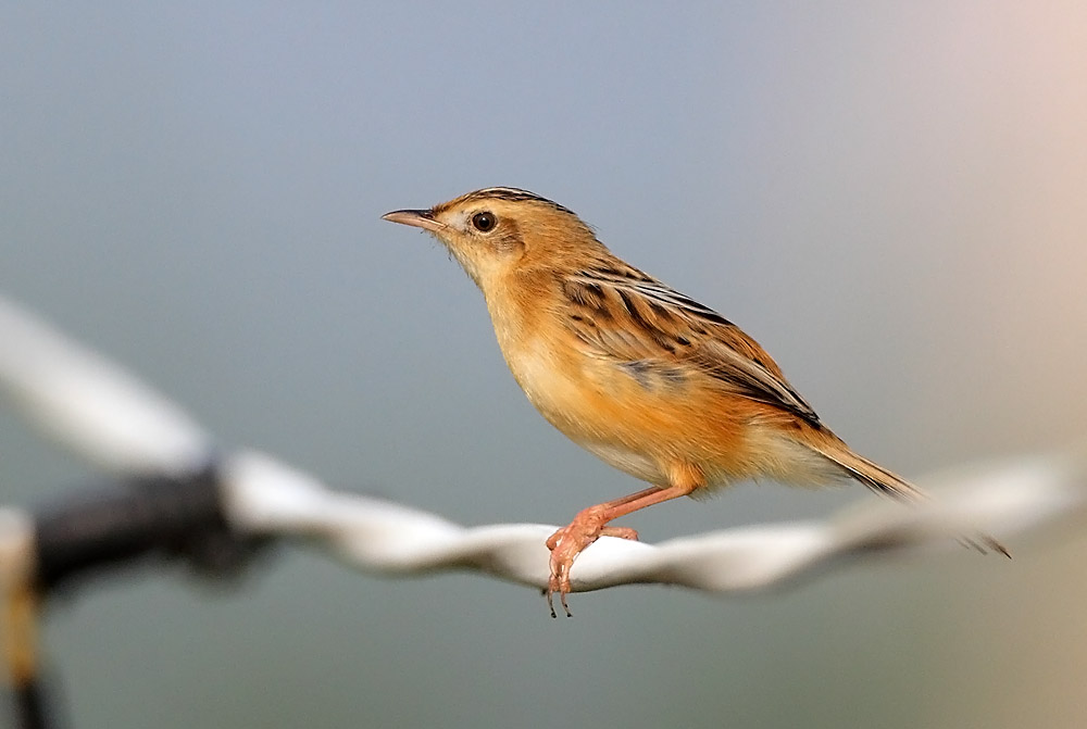 Cisticola IMG_7114.jpg