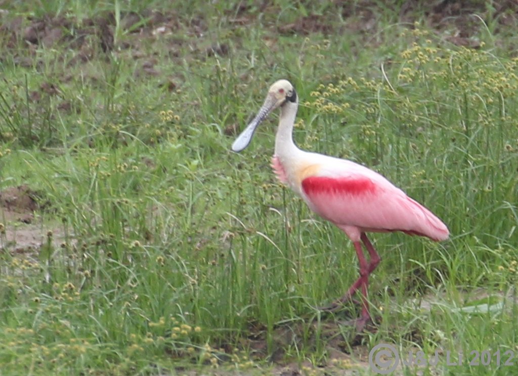 RoseateSpoonbill_1006237.jpg