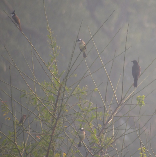 DSCN2390 Common Rosefinch.jpg