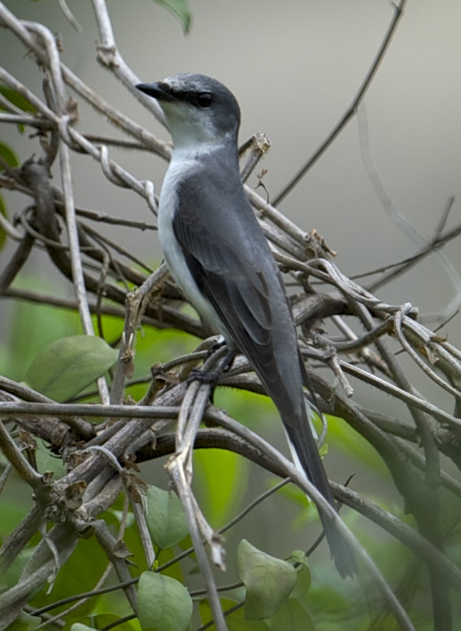AshyMinivet.jpg