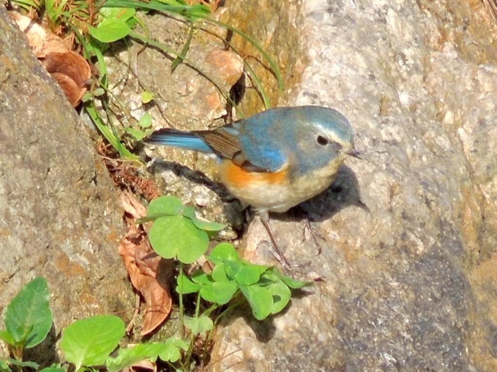 Red_flanked_bluetail1.jpg