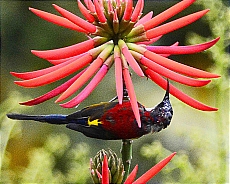 sunbirds001.jpg