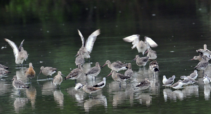 asian dowitcher bt godwits_DSC1355.jpg