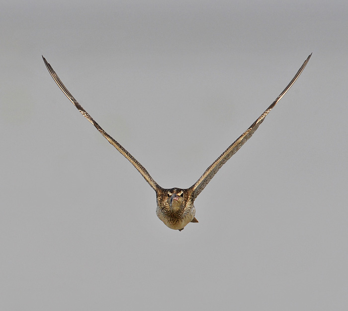 whimbrel flight_DSC1765.jpg
