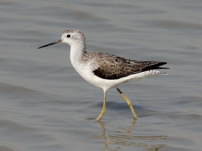01660 Marsh Sandpiper 160303 1.jpg