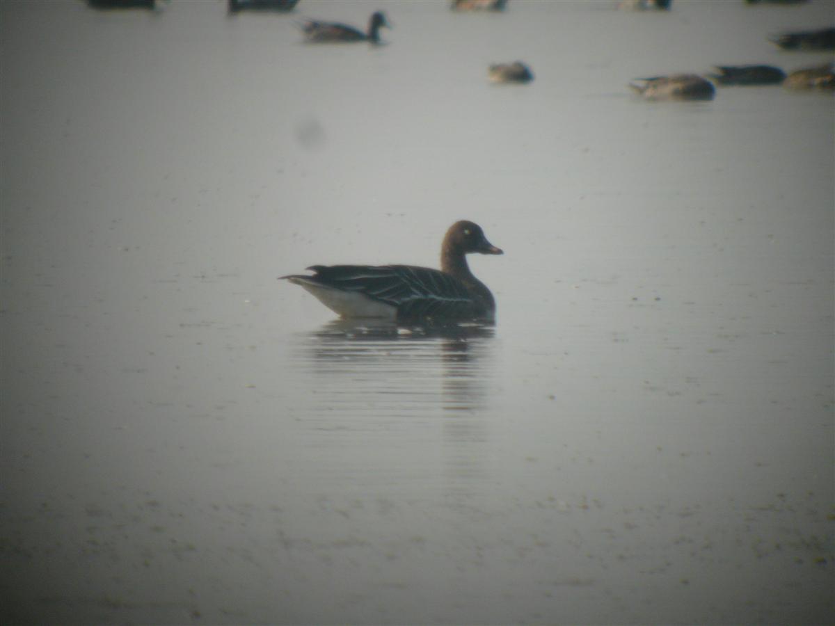 Bean Goose 20090101 _CST_2.JPG