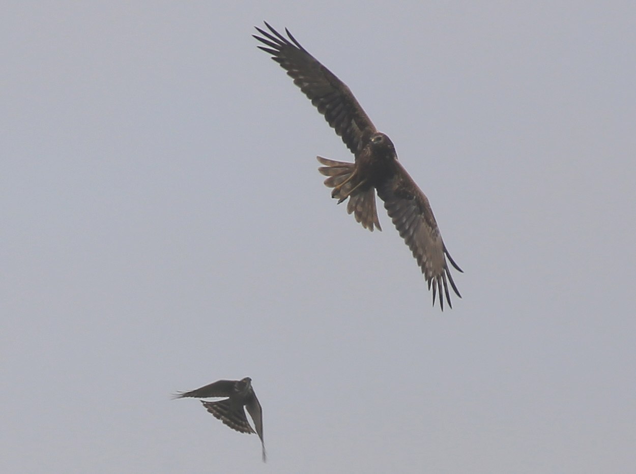 When Harrier meets Besra (1).jpg