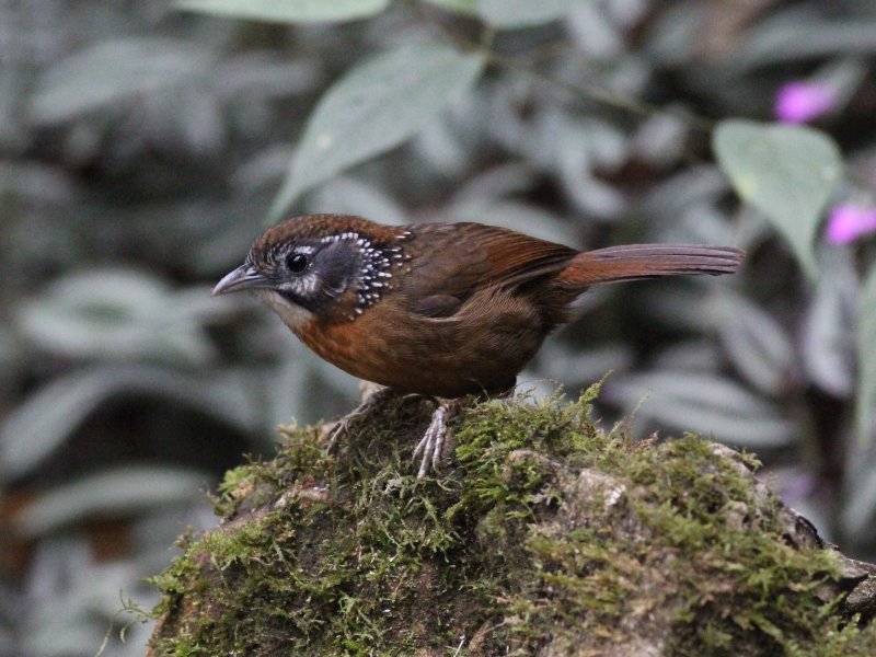 Spot-necked Babbler.jpg