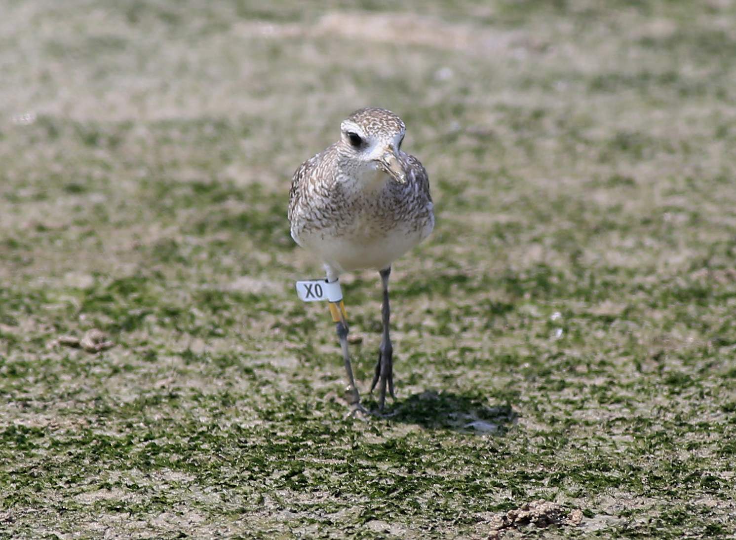 Grey Plover (X0)a.jpg