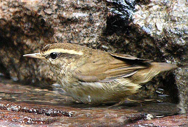 asian stubtail warbler DSCN0651.jpg