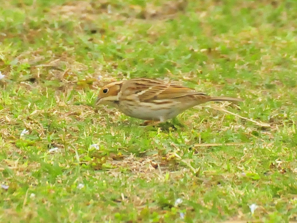 照片 426_副本.jpg