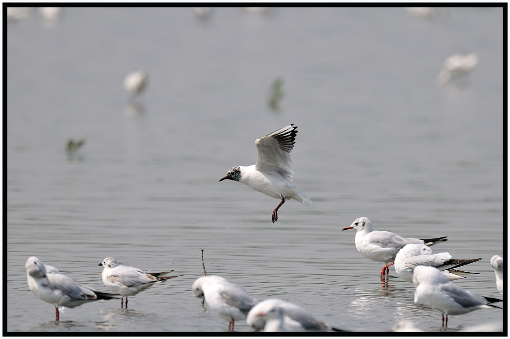 Saunder's Gull 黑咀鷗 3.jpg