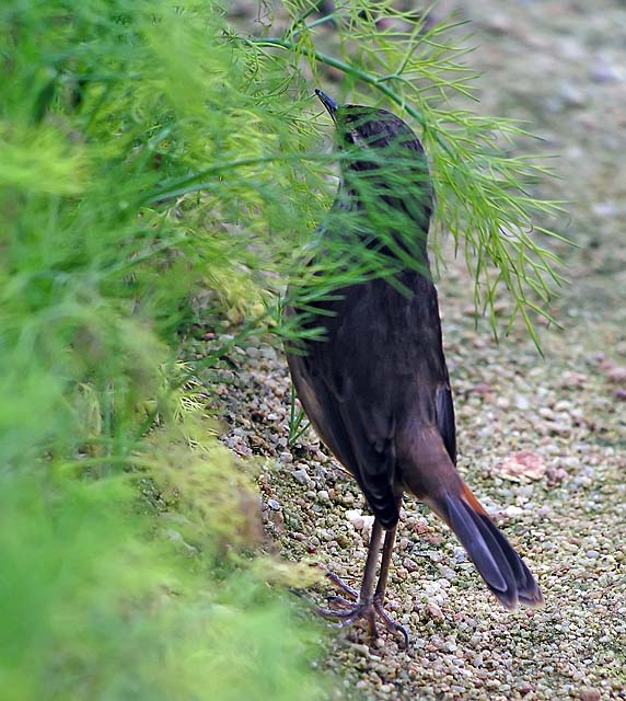 bluethroat.adj1.nware DSCN2069.jpg