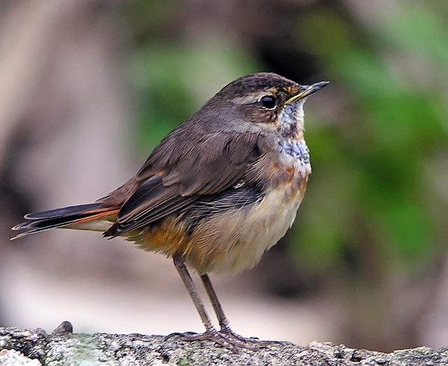 bluethroat.adj1.nware DSCN2118.jpg