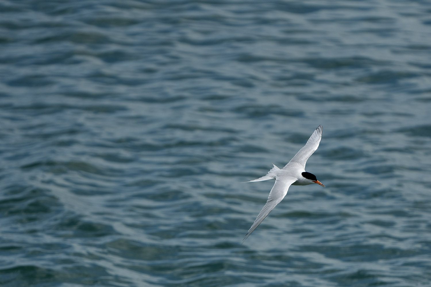 Roseate Tern DSC08615.jpg