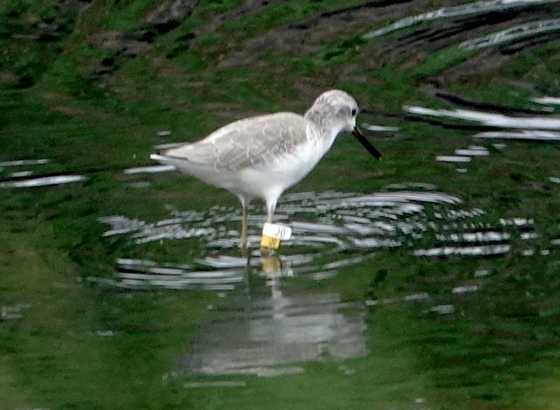 DSC02191 JO -  HK-ringed Marsh Sandpiper.jpg