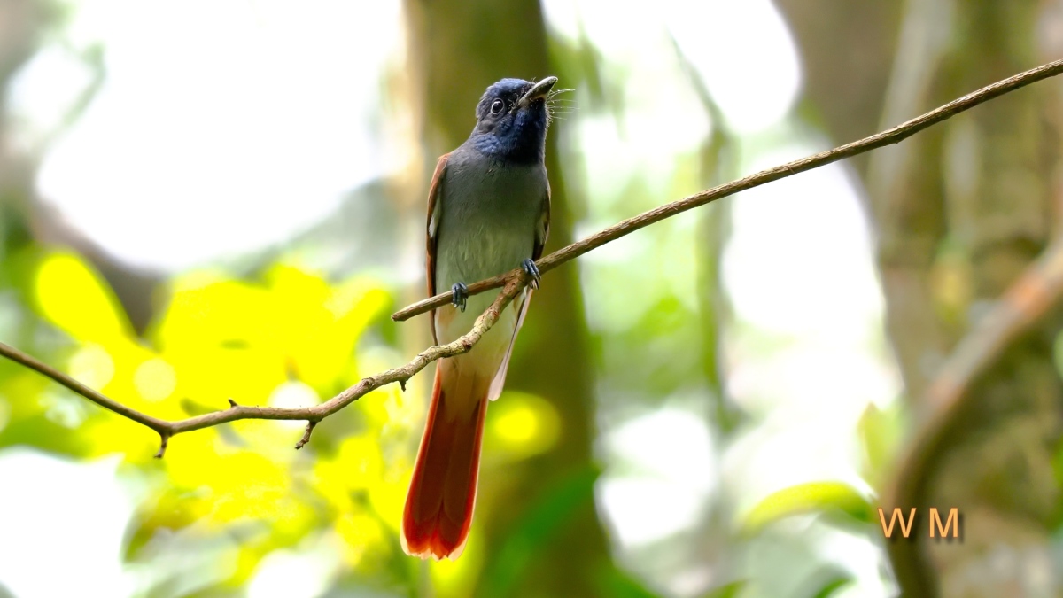 AsiaParadiseFlycatcher5.jpg