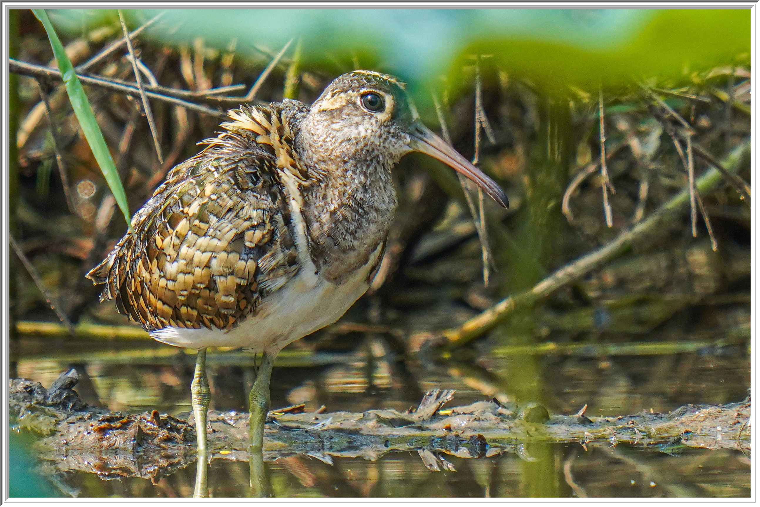 彩鷸 (Greater Painted-nipe) - 2.jpg