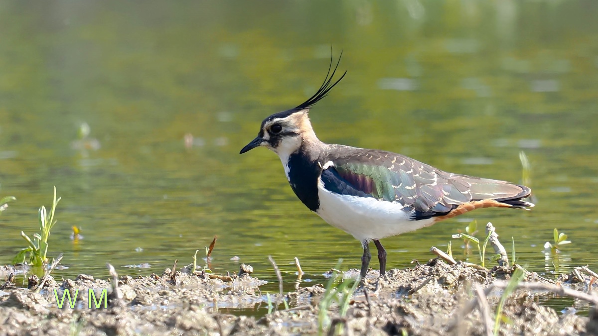 NorthernLapwing1.jpg