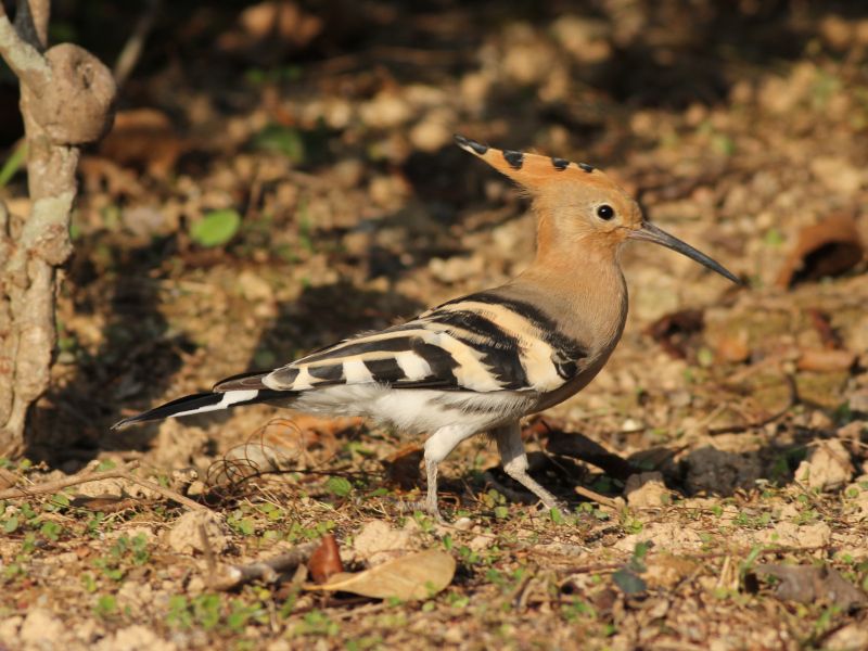 Eurasian Hoopoe.jpg