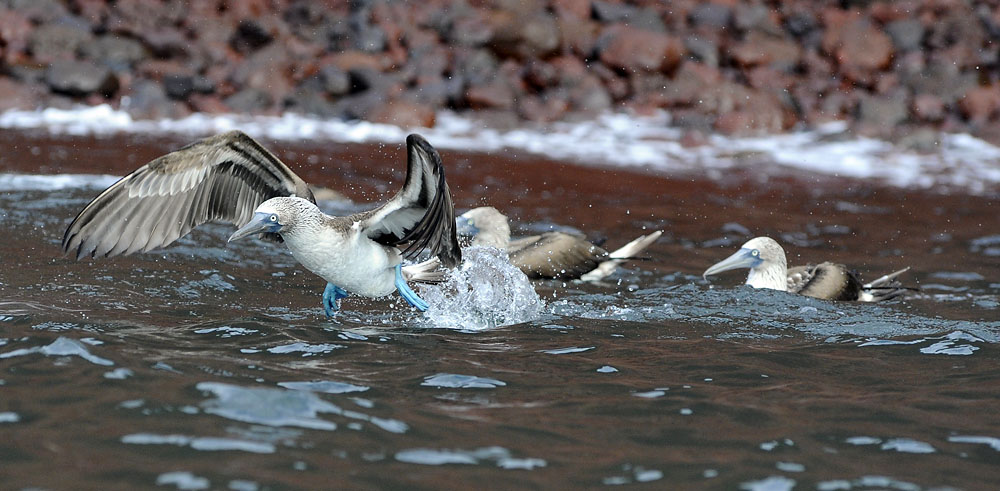 blue footed booby takeoff_DSC0792.jpg