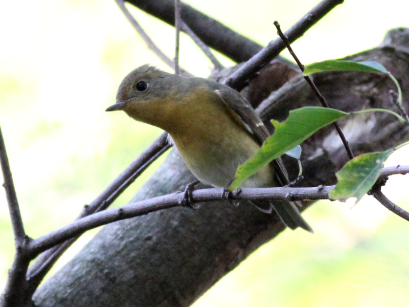 09044 Mugimaki Flycatcher [f] 211110.JPG