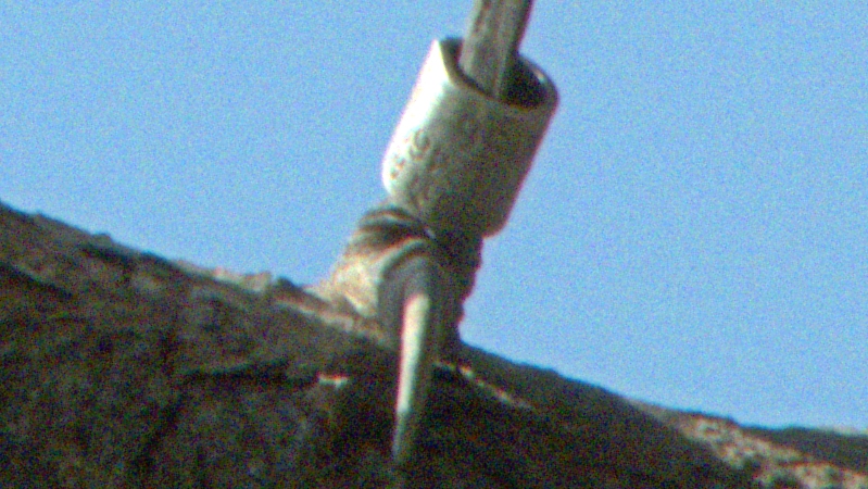 RINGED 棕背伯勞 DSCN1258.jpg