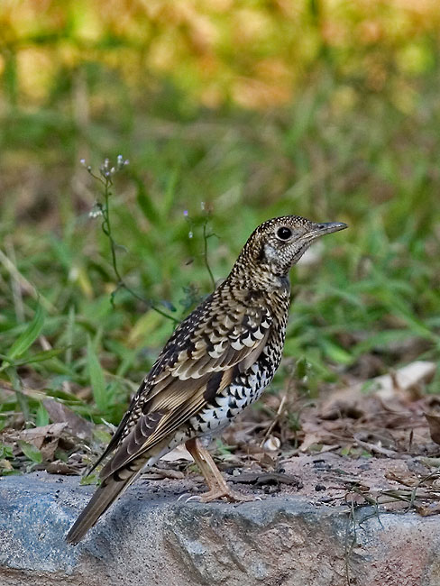 Scaly-thrush.jpg