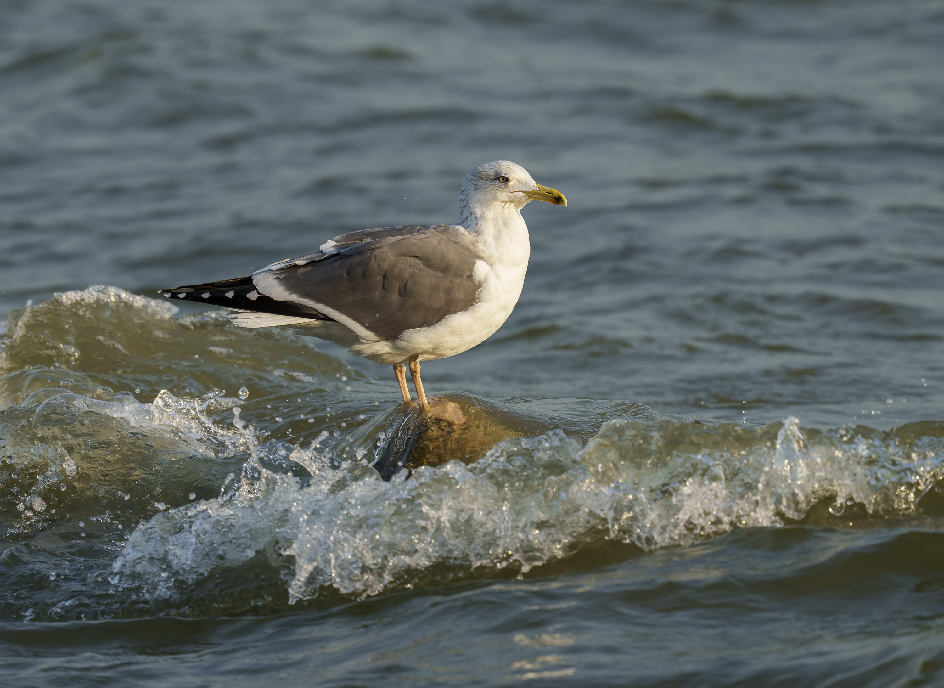 Lesser Black-backed Gull DSC04925 D.jpg