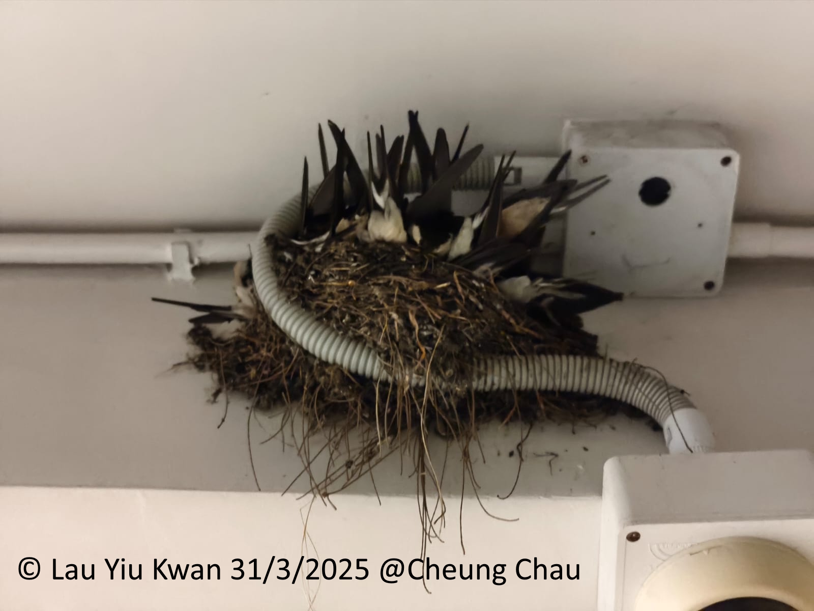 2025-0331_Cheung Chau.jpg