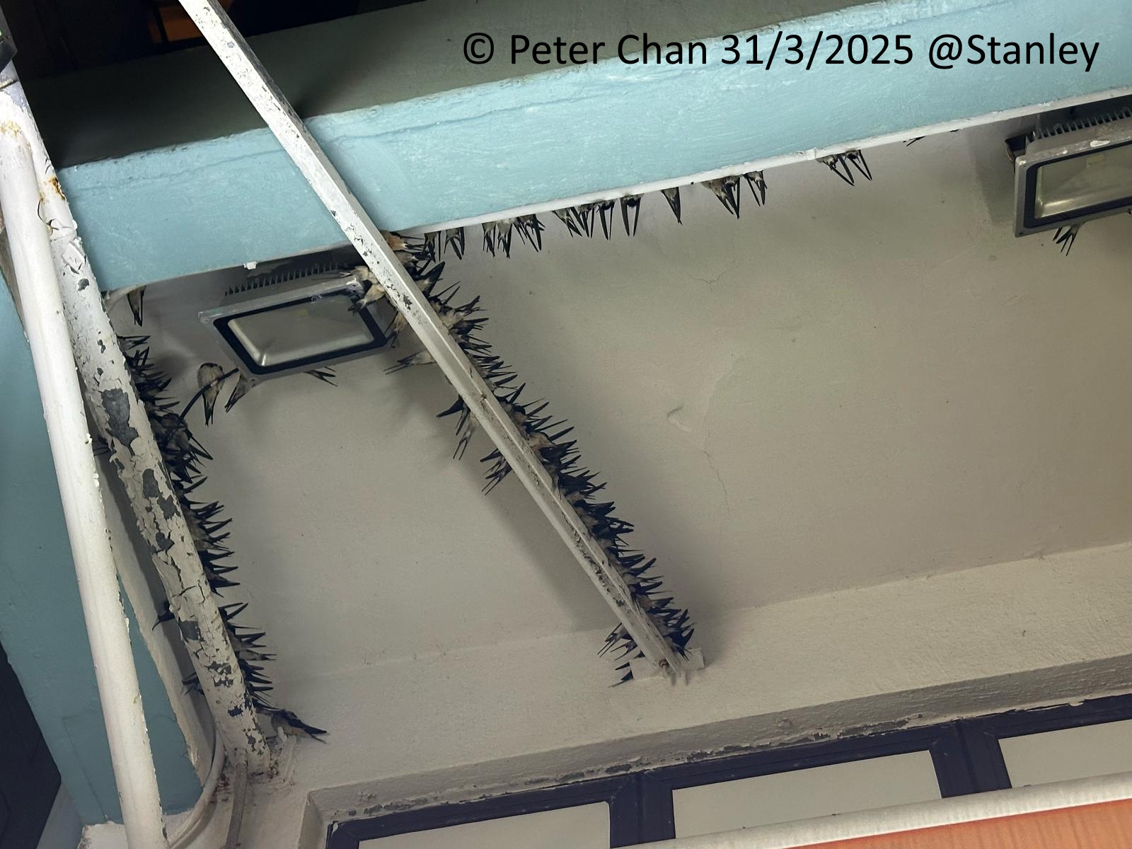 2025-0331 PeterChan_Stanley.jpg