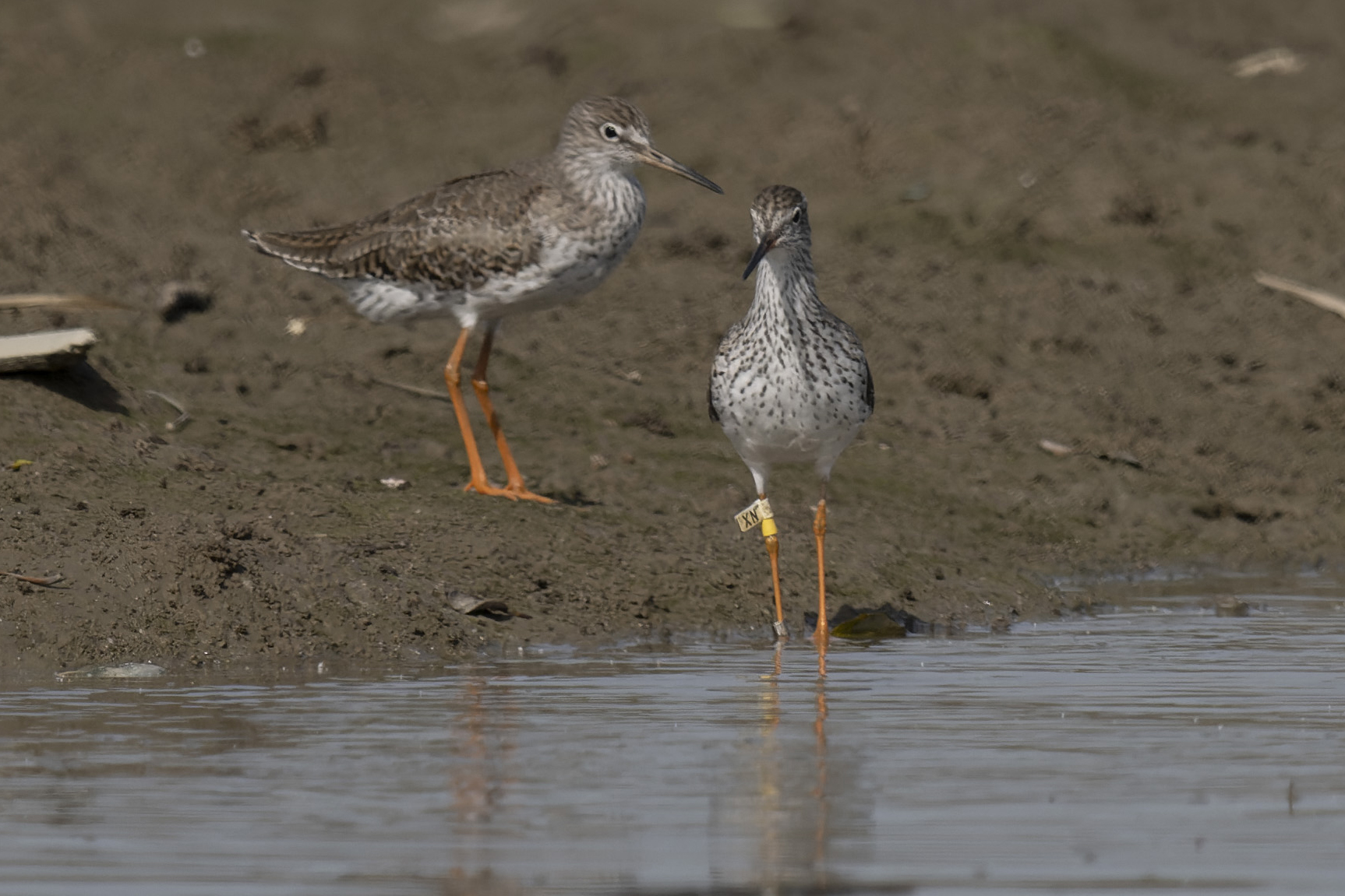 20250416-hkbws-cntlaw-commonredshank1.jpg