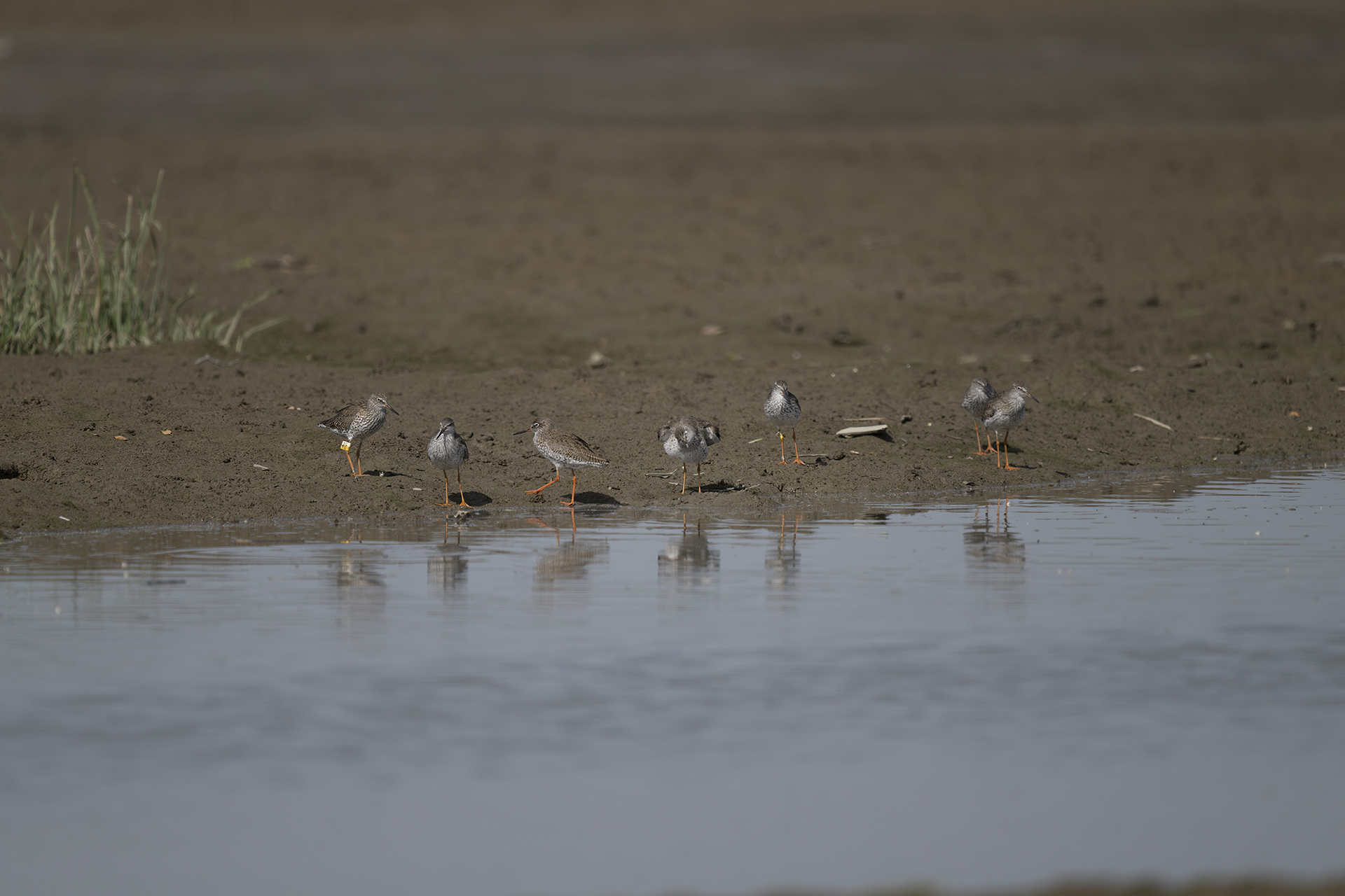 20250416-hkbws-cntlaw-commonredshank2f.jpg