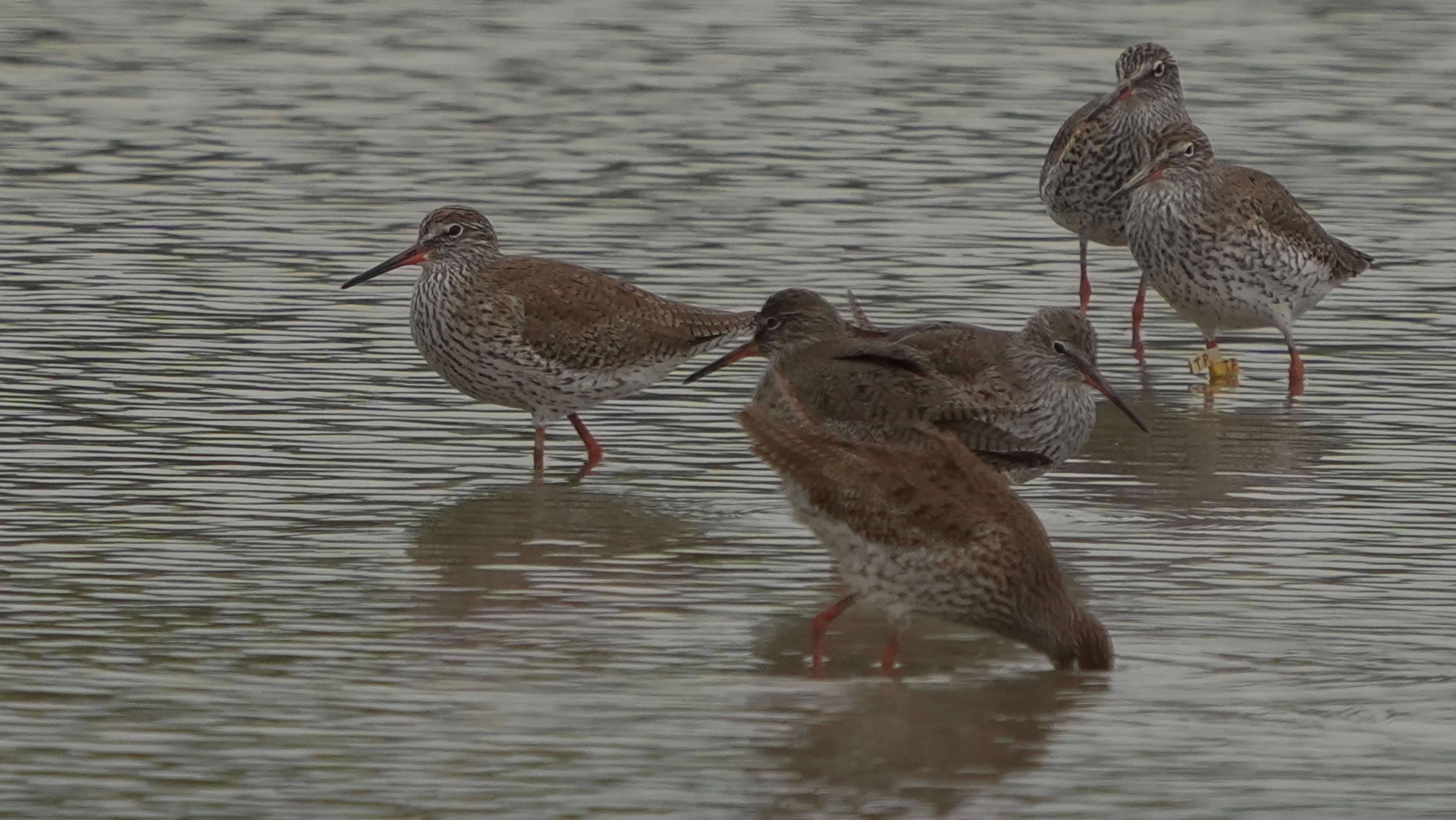 鷸  (TP) 赤足鷸  Common Redshank A7409053A.JPG