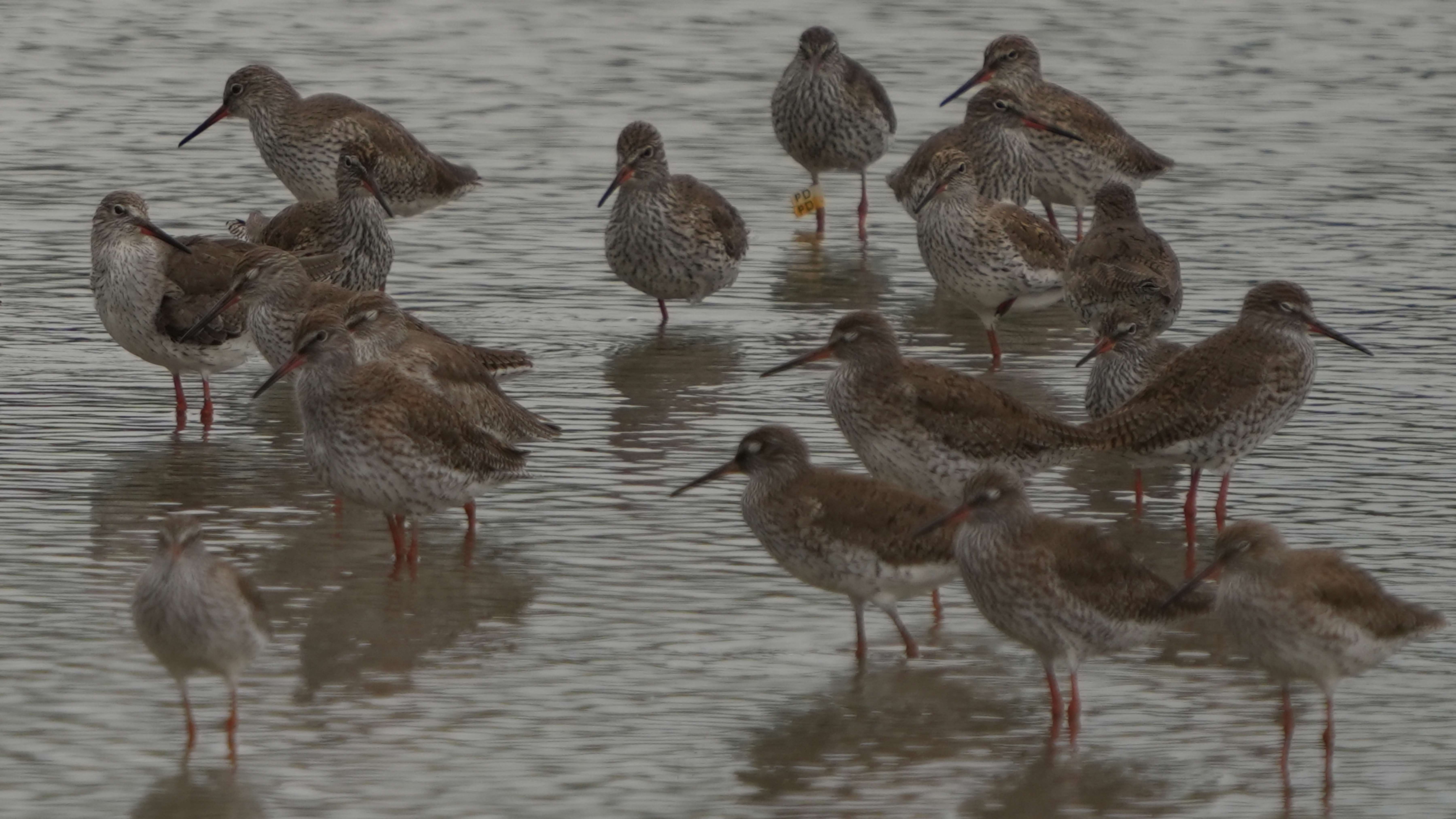 鷸  (PD) 赤足鷸  Common Redshank A7409063A.JPG