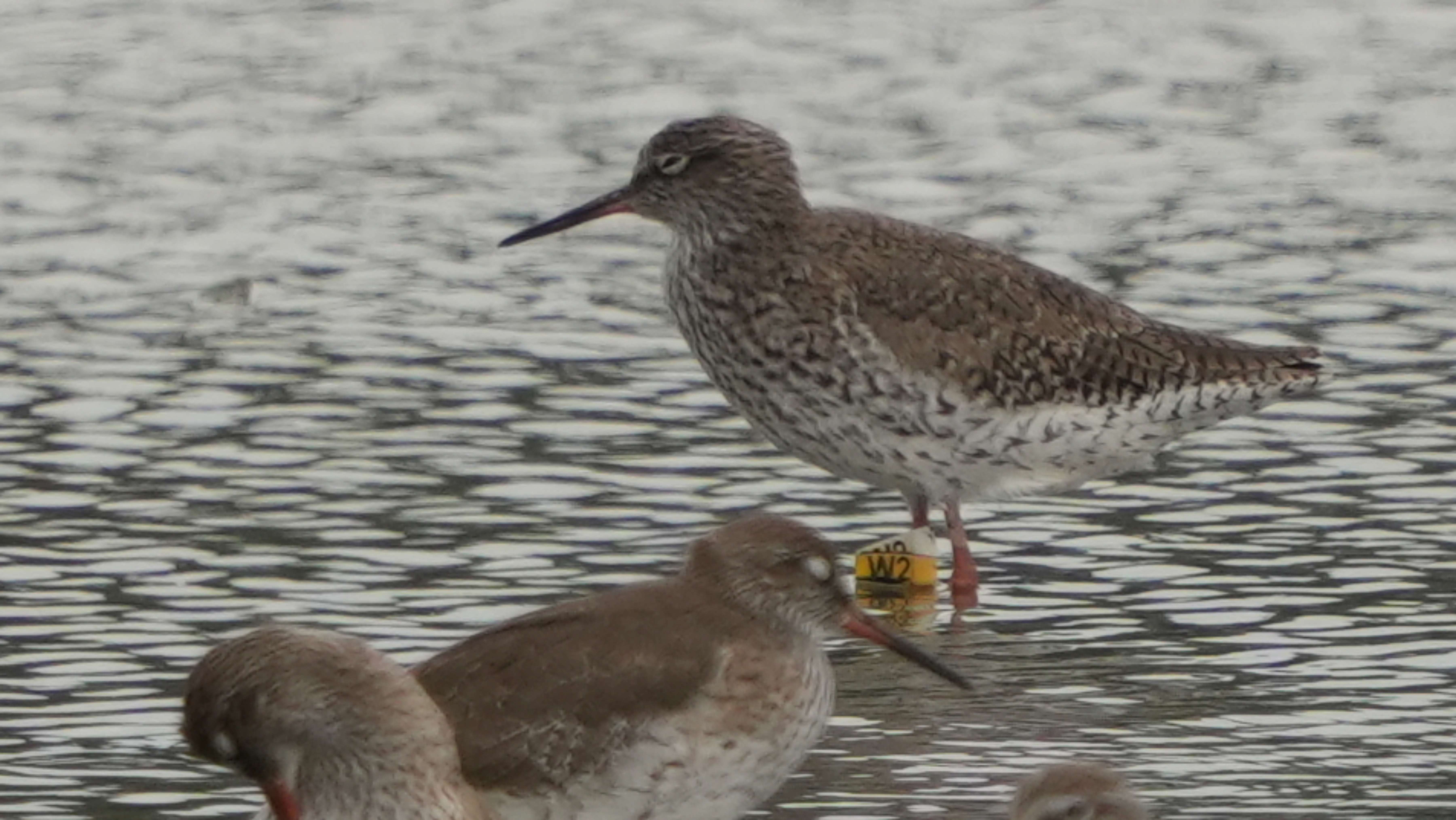 鷸  (W2) 赤足鷸  Common Redshank A7409053A.JPG