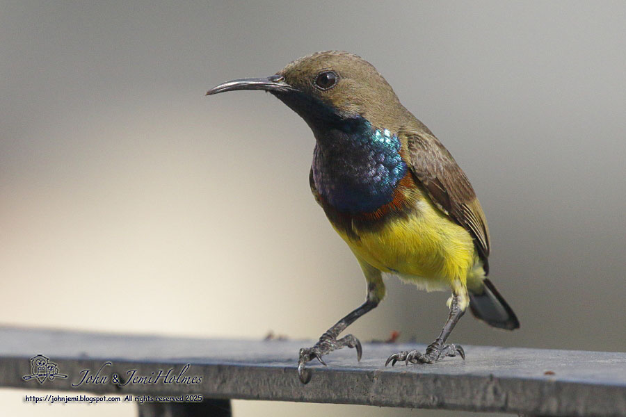 OBSunbird_250422.jpg