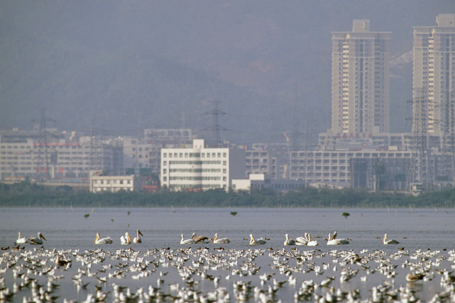 Pelicans_2003_J_A9714 copy.JPG