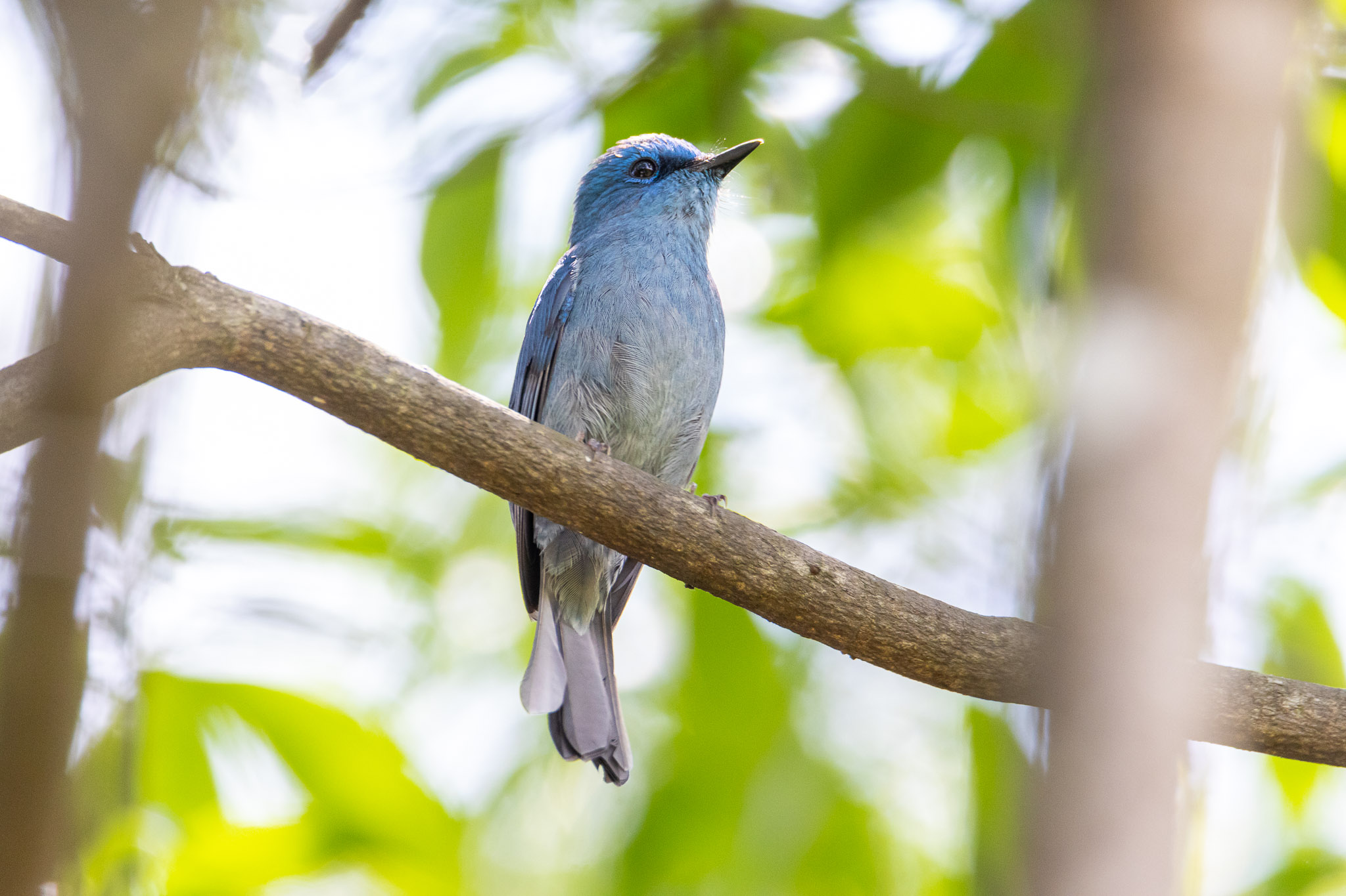 Pale blue flycatcher-1.jpg