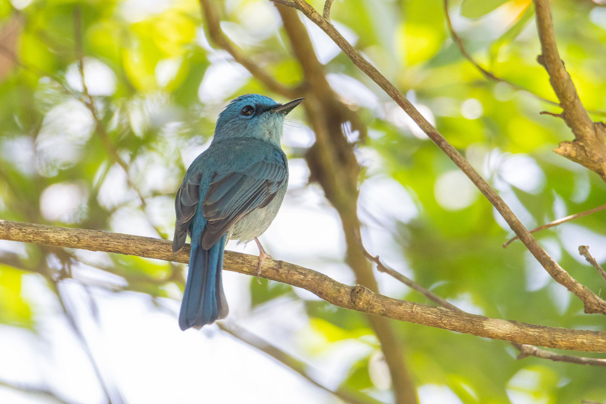 Pale blue flycatcher-2.jpg