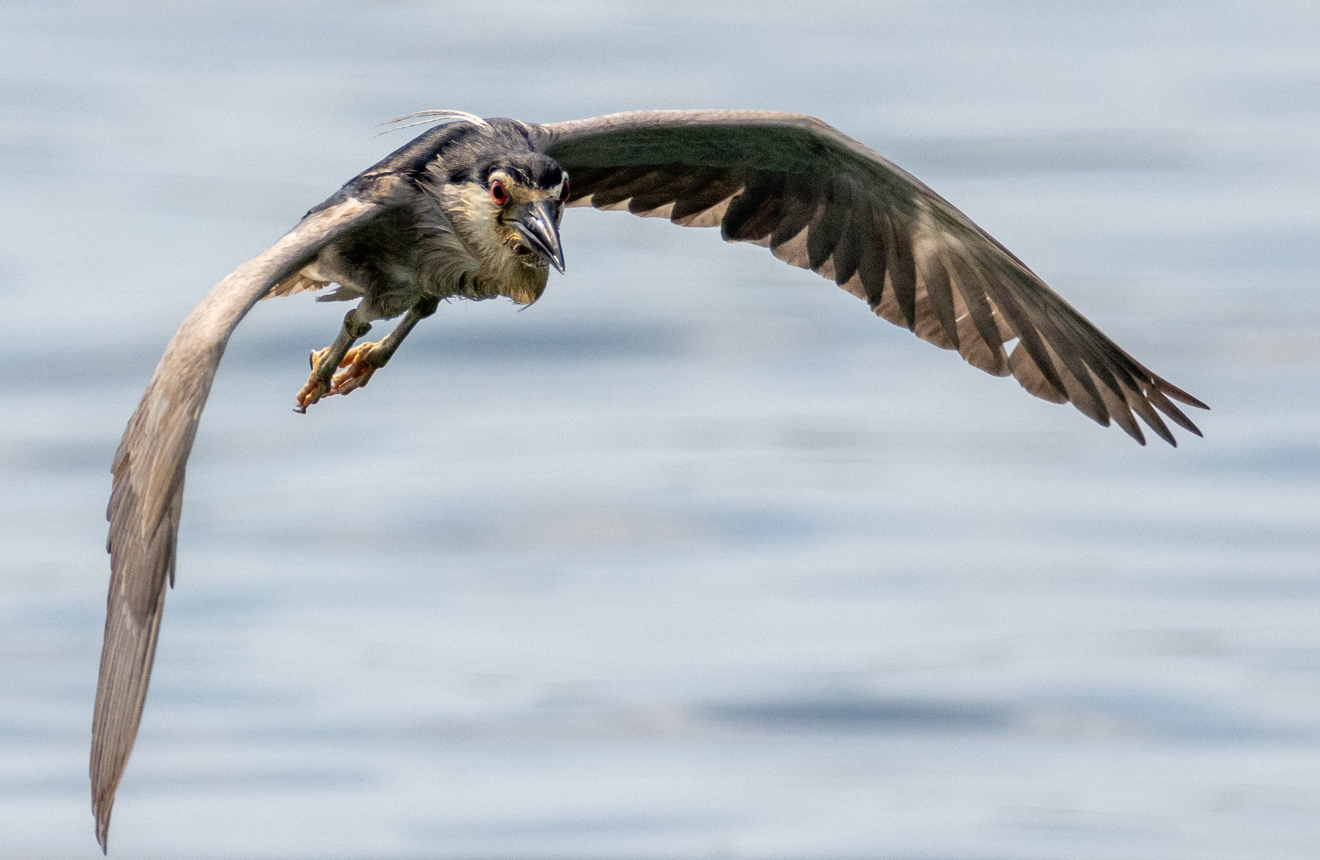 Black-crowned Heron 1.jpg