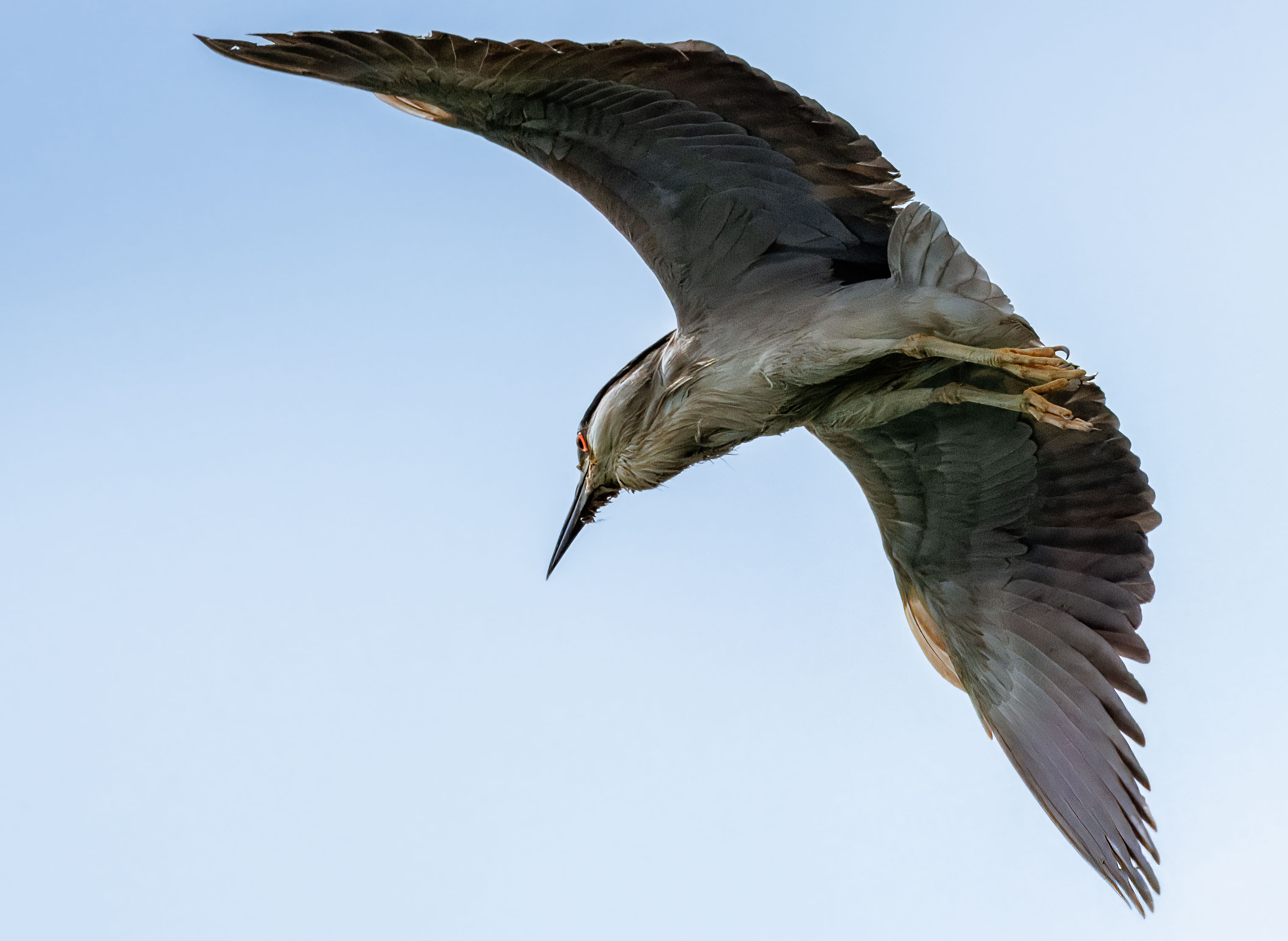 Black-crowned Heron 2.jpg