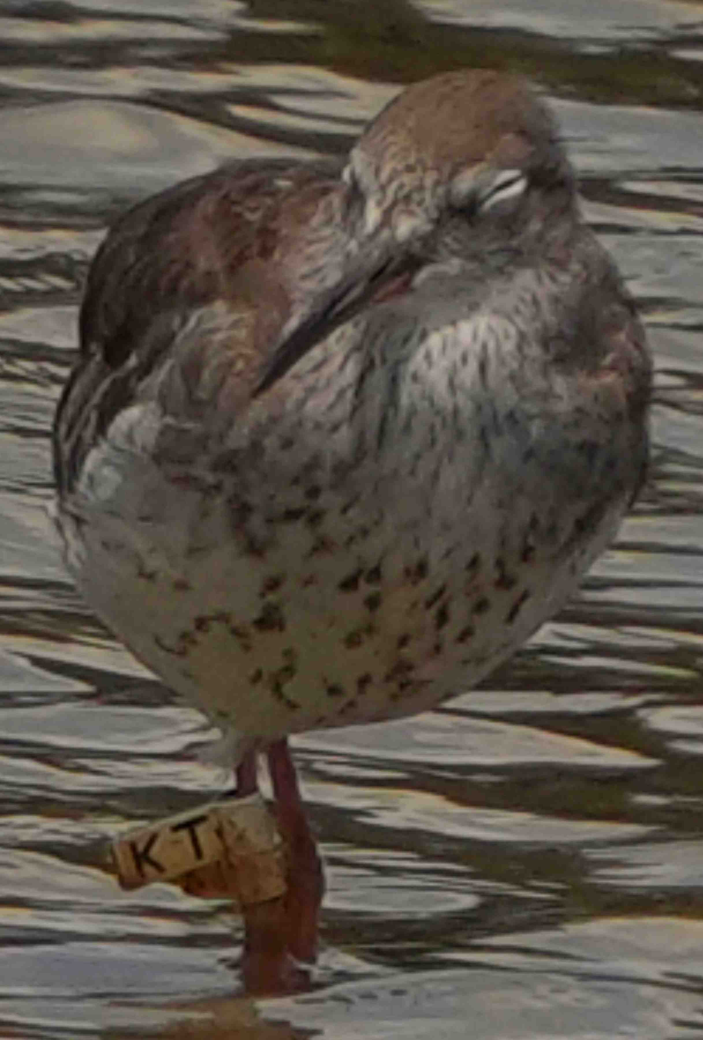 鷸  紅腳鷸  Common Redshank  A7400275A  (KT) 1.JPG