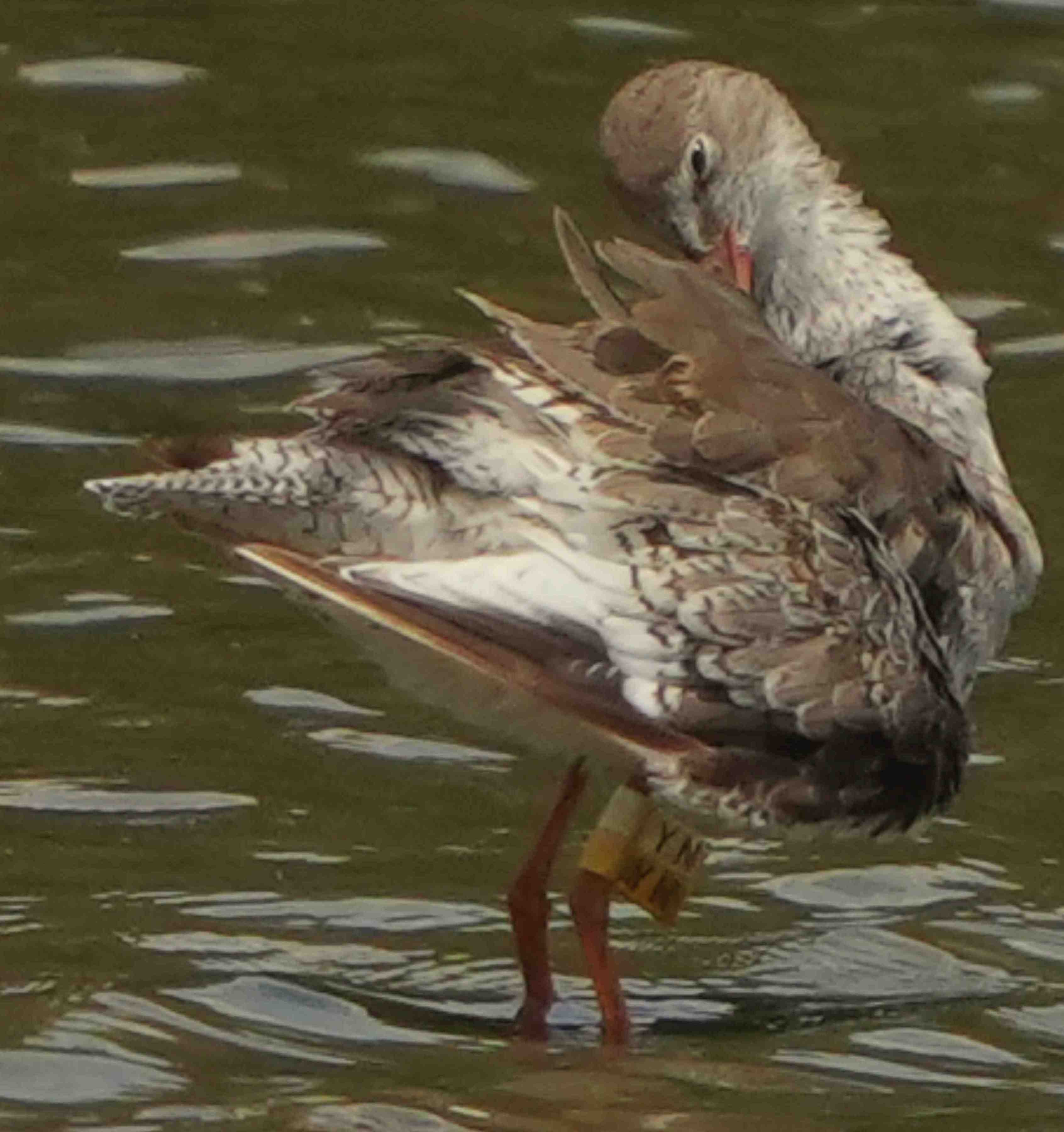 鷸  紅腳鷸  Common Redshank  A7400624A (YN)1.JPG