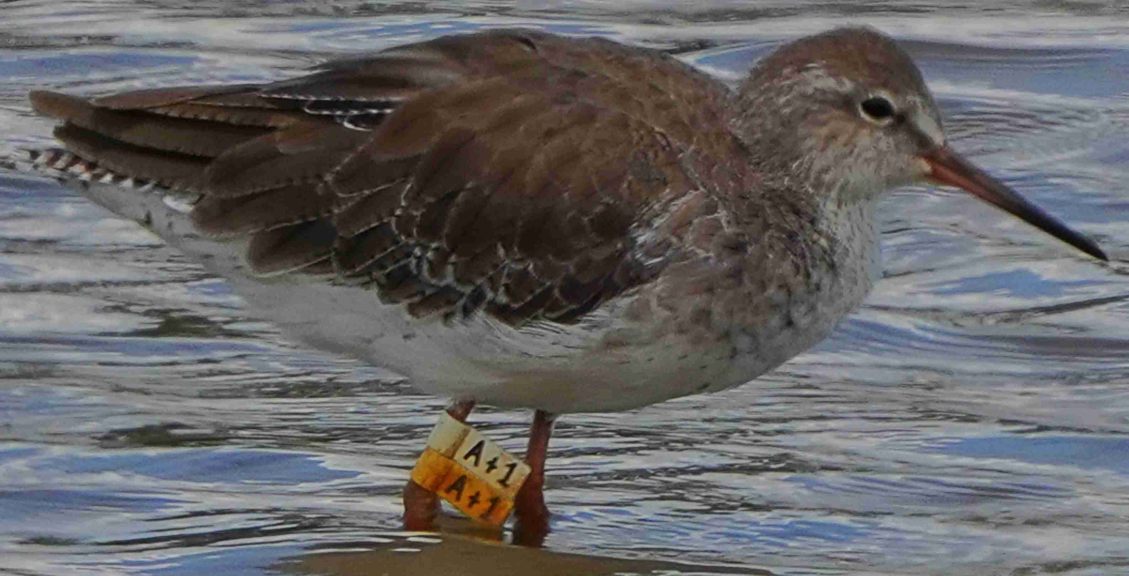 鷸  紅腳鷸  Common Redshank  AA7400486A  (A+1)1.JPG