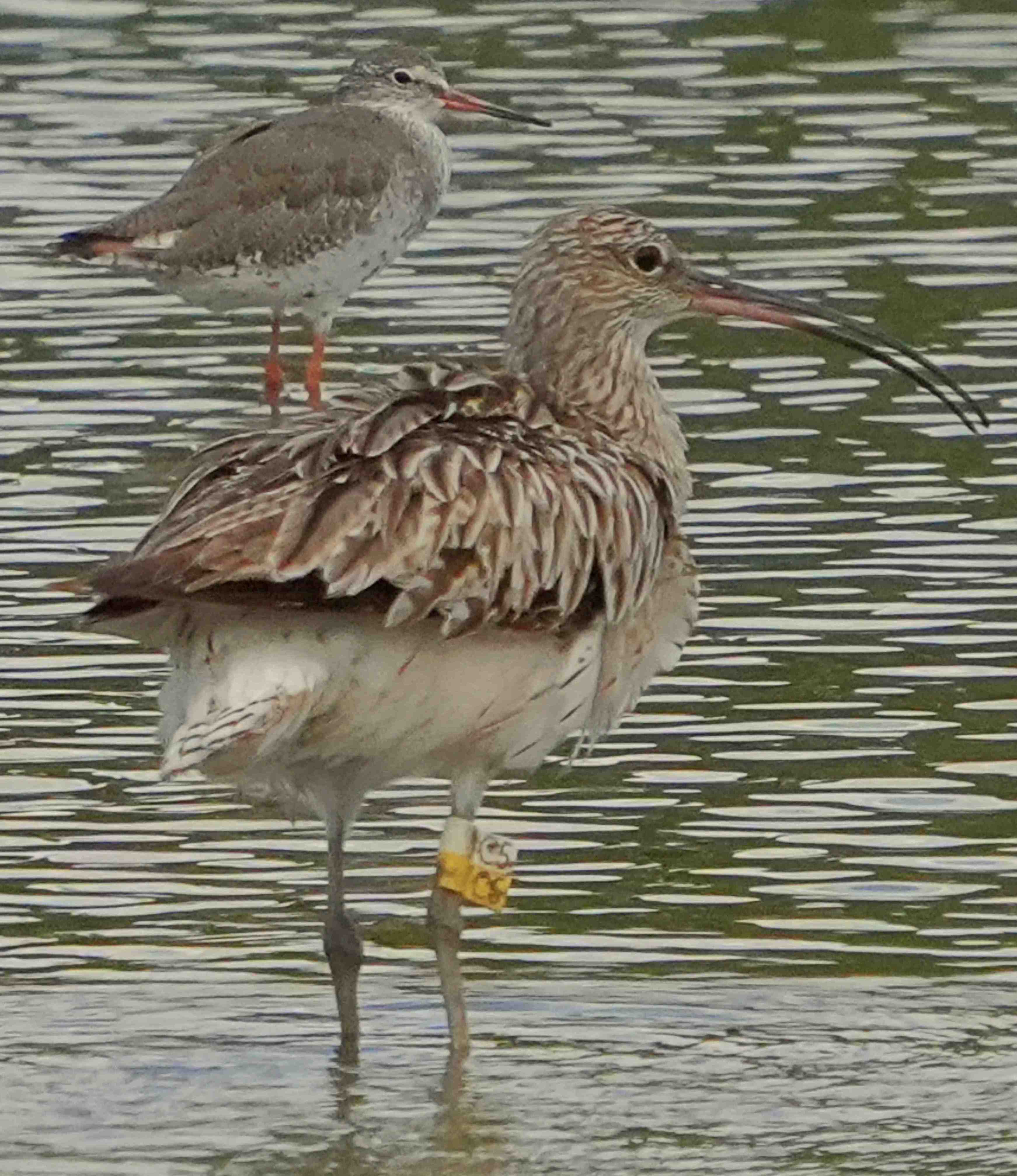 鷸  白腰杓鷸  Eurasian Curlew  A7400790A (C5)1.JPG
